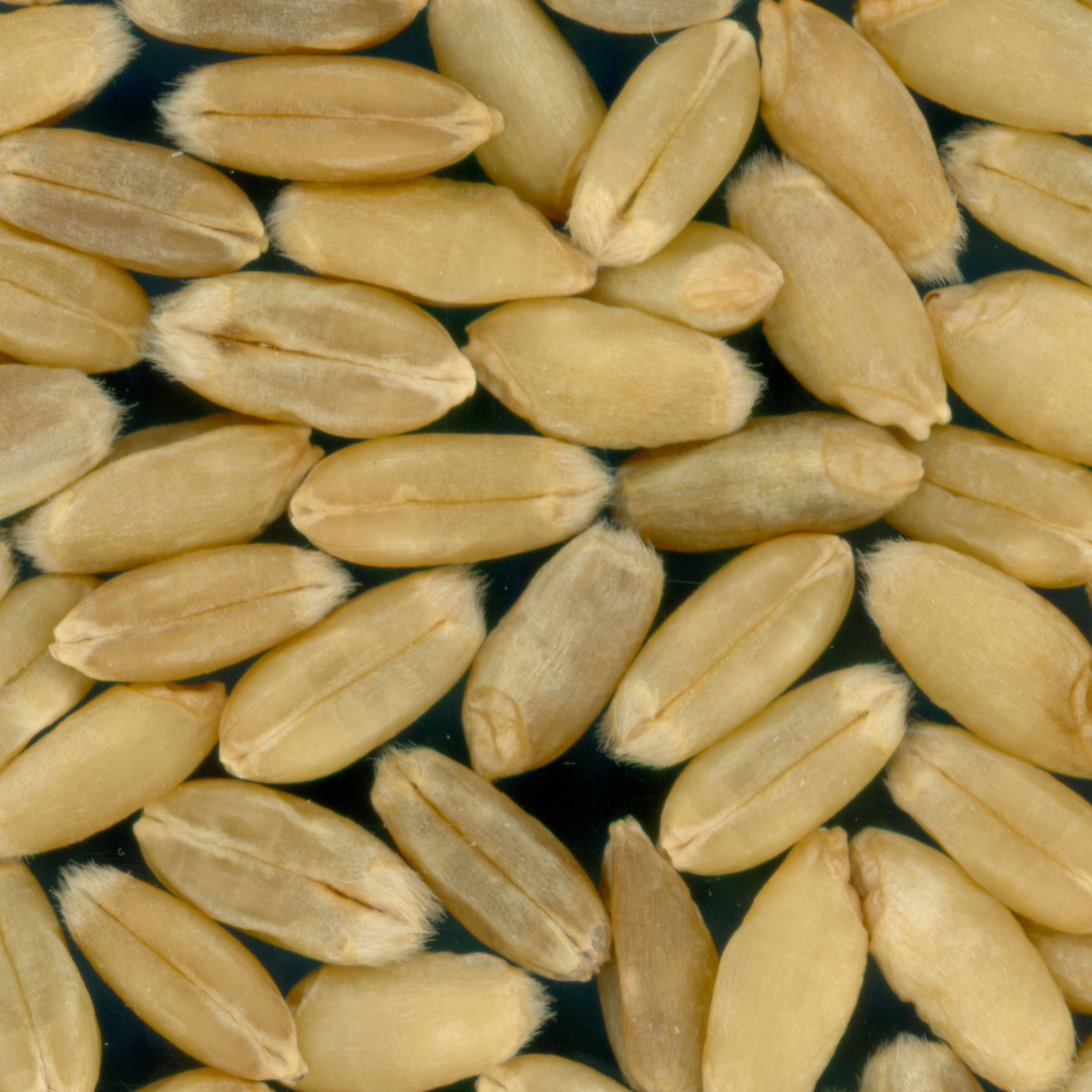 Click for 3 image(s) for this accession. KERNELS